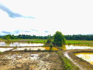 Muddy, freshly-plowed rice paddy field under a cloudy sky. Water pools in the furrows. Shows the...