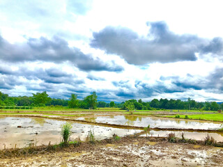 Muddy, freshly-plowed rice paddy field under a cloudy sky. Water pools in the furrows. Shows the preparation of land for rice cultivation