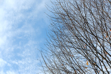 冬の澄み切った空と裸木