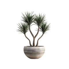 Obraz premium A Dracaena Marginata house tree with slim, upright trunks and spiky green leaves isolated on transparent background 