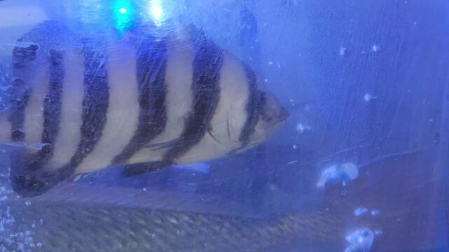 Live Dascyllus aruanus fish for sale at a fish market in Korea. Asian fish market. Fresh seafood. White and black cute Young, Striped beakfish, Barred Knifejaw, parrot bass. Aquarium.