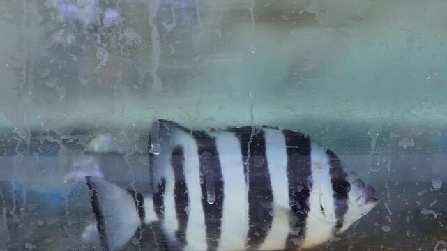 Live Dascyllus aruanus fish for sale at a fish market in Korea. Asian fish market. Fresh seafood. White and black cute Young, Striped beakfish, Barred Knifejaw, parrot bass. Aquarium.