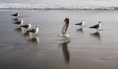 seagulls on the beach
