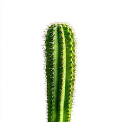 Fototapeta premium A tall green cactus with a brown tip