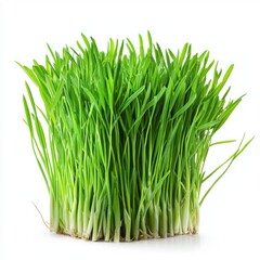 A bunch of green grass with a few stems sticking out of the ground