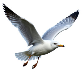 Obraz premium White seagull flying with wings spread on transparent background