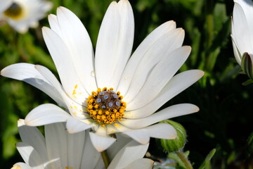 Fototapeta premium White Daisy Wildflower with Yellow Center in Natural Light