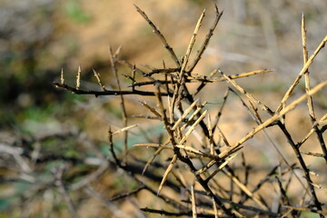 Dry Thorny Stems of Shrub in Arid Hantam Landscape