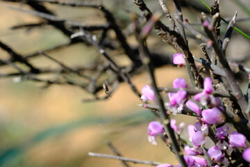 Tiny Spider on Web Among Thorny Branches and Purple Blossoms