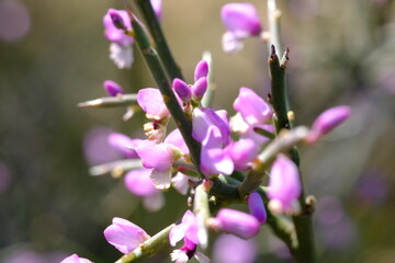 Obraz premium Close-Up of Purple Wildflowers Blooming in Hantam