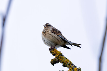 Female Linnet (Linaria cannabina) - Commonly found in scrubland and grasslands, Turvey Nature Reserve, Dublin