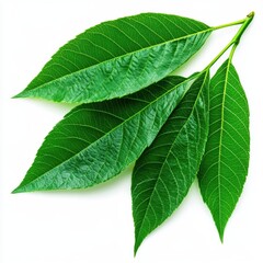 Obraz premium The leaf is green and has a vein running through it