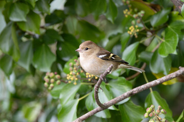Female Chaffinch (Fringilla coelebs) - Commonly found in woodlands and gardens, Turvey Nature Reserve, Dublin