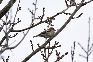 Female Chaffinch (Fringilla coelebs) - Commonly found in woodlands and gardens, Turvey Nature Reserve, Dublin