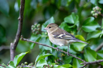 Female Chaffinch (Fringilla coelebs) - Commonly found in woodlands and gardens, Turvey Nature Reserve, Dublin