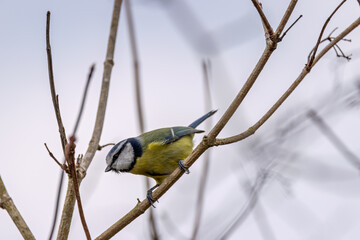 Blue Tit (Cyanistes caeruleus) - Commonly found in woodlands and gardens, Turvey Nature Reserve, Dublin