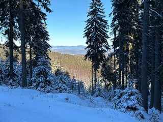winter forest in the snow