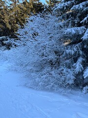 frozen river in winter