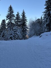 snow covered trees in the mountains