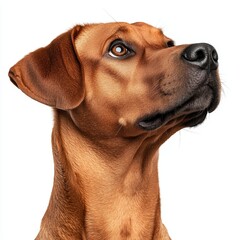 Obraz premium Close-Up Portrait of a Loyal Brown Dog with Expressive Eyes