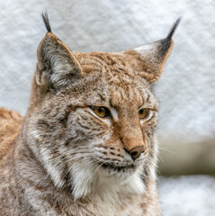 eurasian lynx
