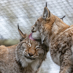 eurasion lynx