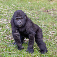 young gorilla