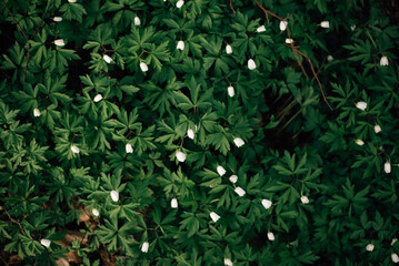 large clearing of white snowdrops, top view