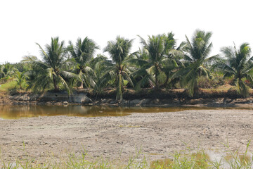 Coconut Tree Split Transparent Background