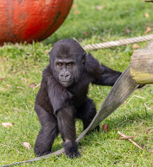 young gorilla