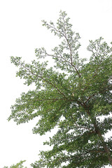 Taiwanese banyan foliage separated transparent background