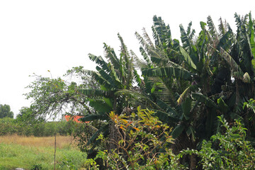 Banana tree cluster with transparent background
