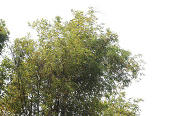 Fototapeta premium Bamboo clumps with a transparent background