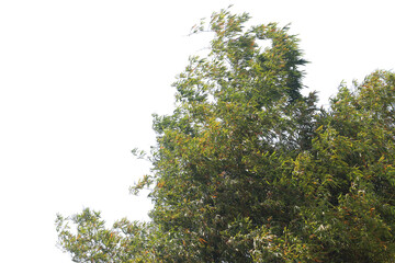 Bamboo clumps with a transparent background