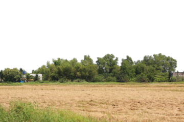 The view of a tropical village with a transparent background