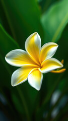 Obraz premium Close-up of yellow and white frangipani flower plumeria against green leaves background, petal, nature