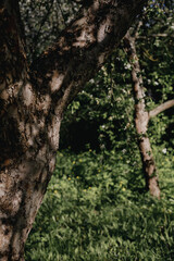 A fragment of a tree trunk with bark in the shade and sun glare. In the background are green leaves and grass, creating an atmosphere of forest freshness.