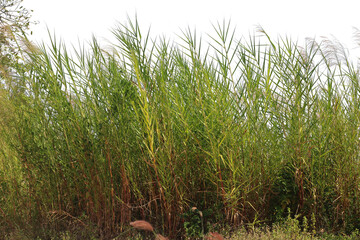 Reed bushes separating transparent background