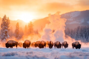 A herd of bison grazing on the open plains of Yellowstone National Park, with steaming geysers in the background