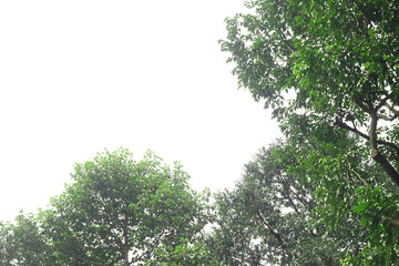 green branches separated from transparent background