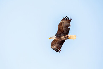 Adult bald eagle soaring in the clear blue sky with copy space for text. 