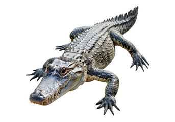 Fototapeta premium Photo of crocodile.