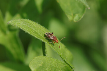 Rhopale commun (Rhopalus subrufus)
Rhopalus subrufus in its natural element
