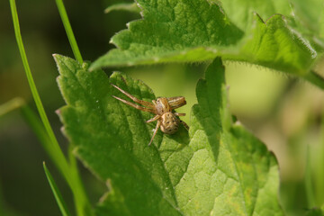 Xysticus sp.
Xysticus sp. in its natural element
