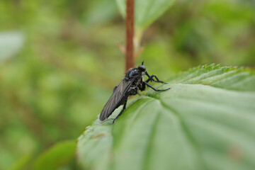 Empis ciliata
Empis ciliata in its natural element
