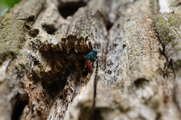 Guêpe-Coucou (Chrysis ignita)
Chrysis ignita in its natural element

