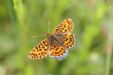 Petite Violette (Boloria dia)
Boloria dia in its natural element
