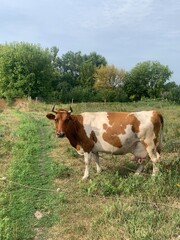 Obraz premium Milka