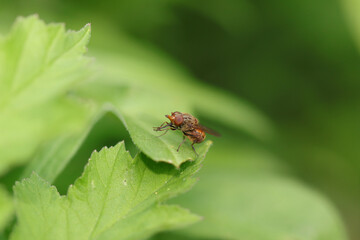 Rhingie champêtre (Rhingia campestris)
Rhingia campestris on an unidentified flower or plant
