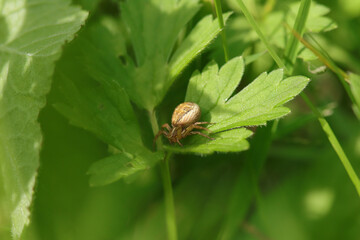 Xysticus sp.
Xysticus sp. in its natural element
